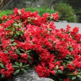 рододендрон Фореста/ползучий СКАРЛЕТ ВОНДЕР С2 (Rhododendron forrestii / repens Scarlet Wonder)