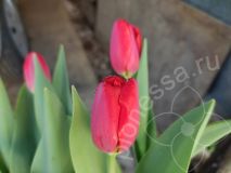 тюльпан Дарвина ПАРАД 5 шт (Tulipa Parade)